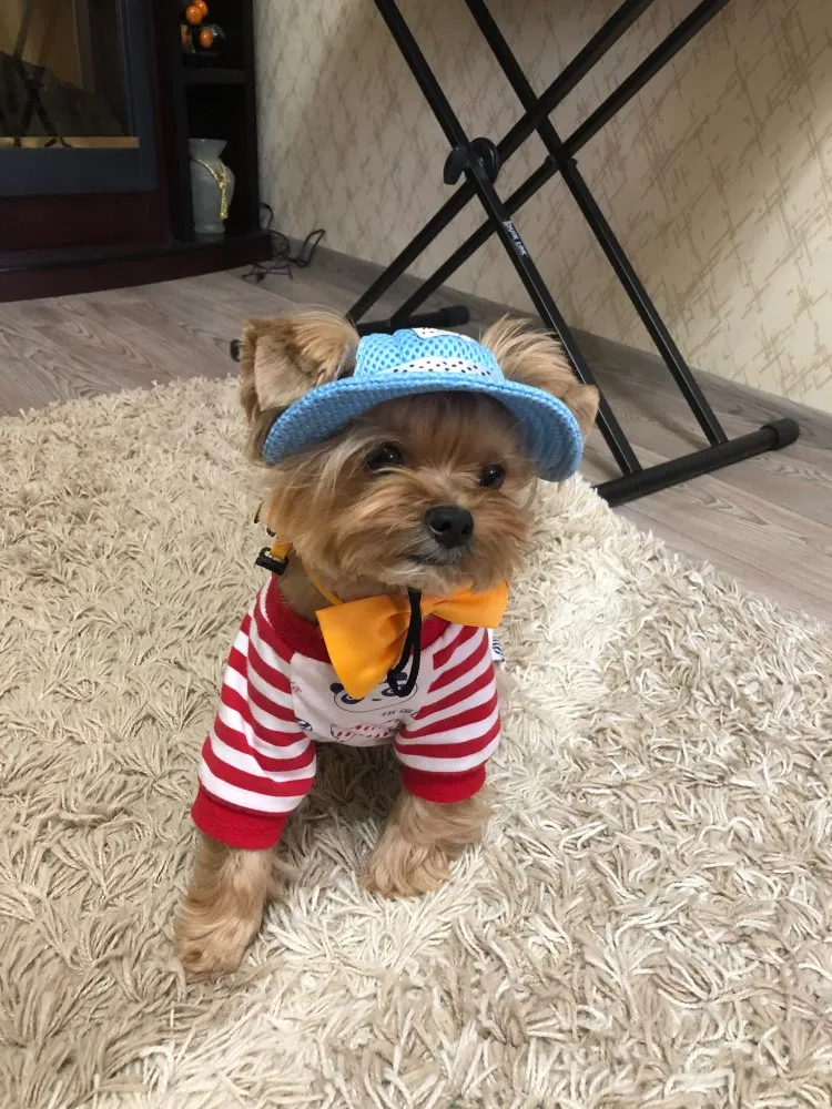 Dog Hat