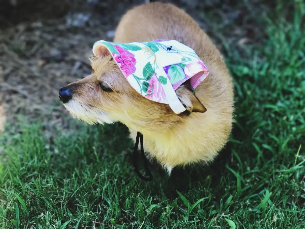 Dog Hat