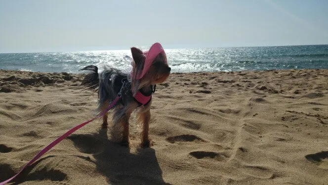 Dog Hat