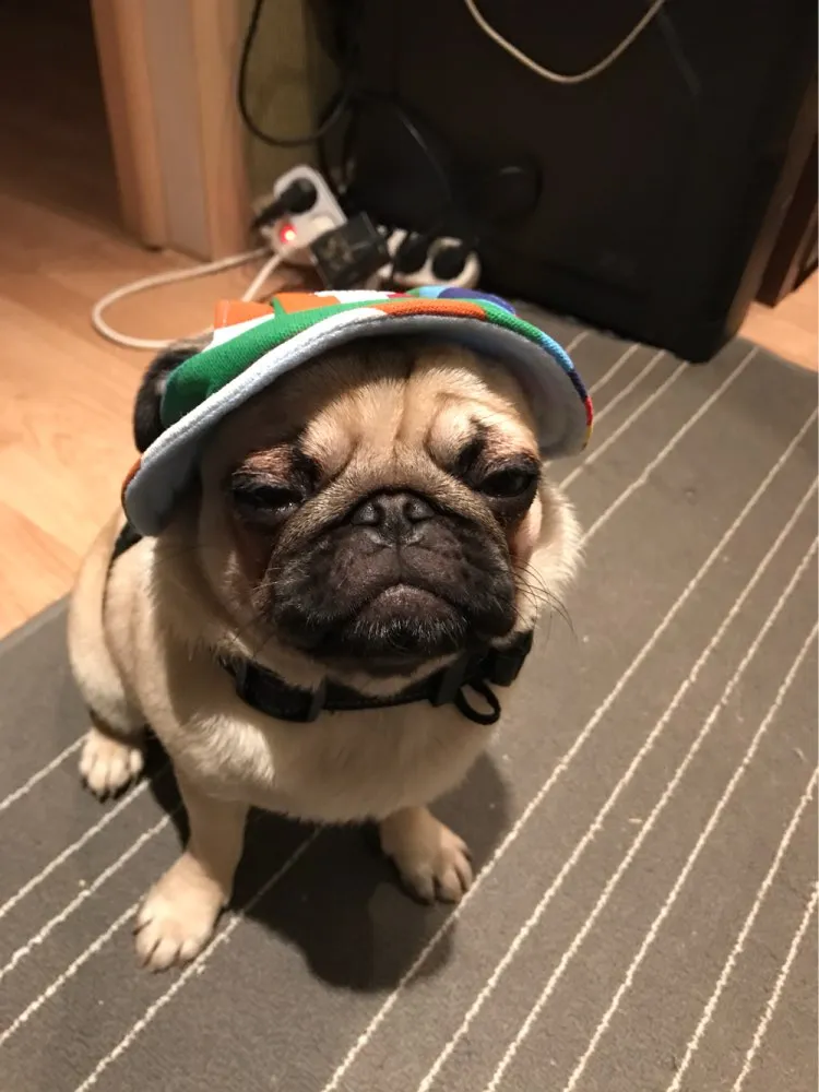 Dog Hat