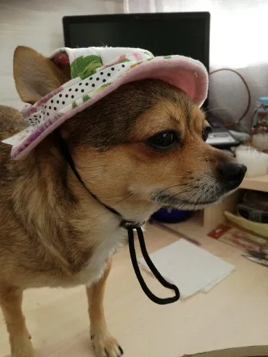 Dog Hat