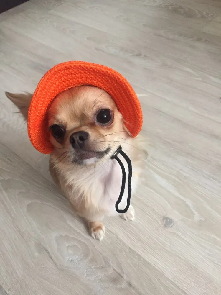 Dog Hat