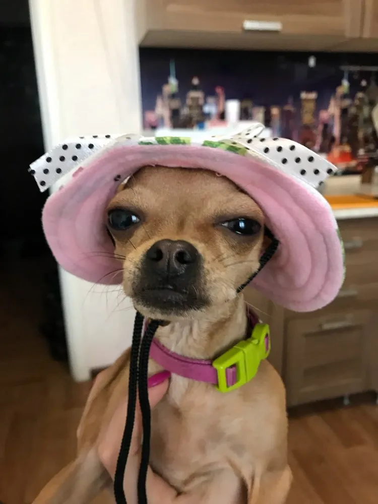 Dog Hat